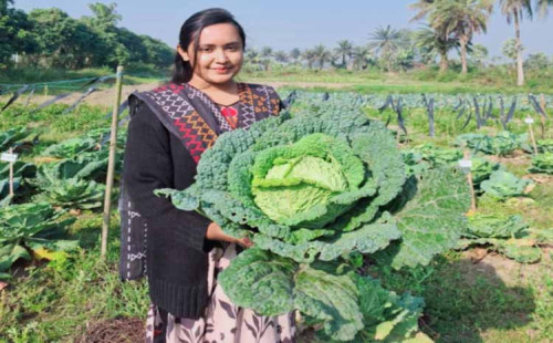 দেশীয় আবহাওয়ায় ইউরোপিয়ান স্যাভয় ক্যাবেজ উৎপাদন 