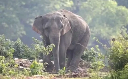 চকরিয়া-লামা সীমান্ত এলাকার পাহাড়ে বন্যহাতির আক্রমণে 