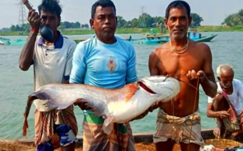 নবীনগরে জেলের জালে ধরা পড়লো ২৫ কেজি ওজনের বোয়াল 