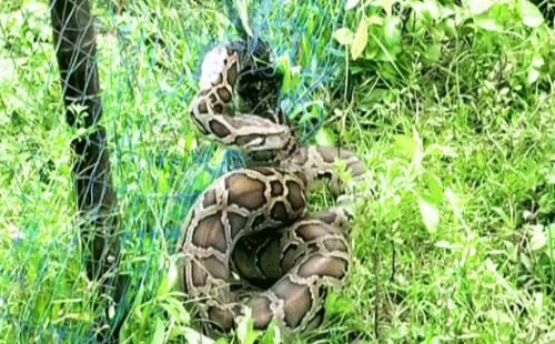 বান্দরবানে বিশাল আকৃতির অজগর সাপ উদ্ধার