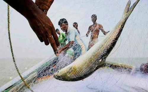 জেলেদের জালে ইলিশ ধরা পড়লেও সাগর থেকেই তা পাচার হয়ে যাচ্ছে। 