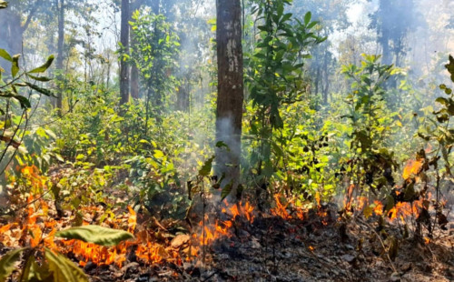 শেরপুরের এলাকাজুড়ে গারো পাহাড় গারো পাহাড়ি এলাকার বনাঞ্চলে জ্বলেছে আগুন 