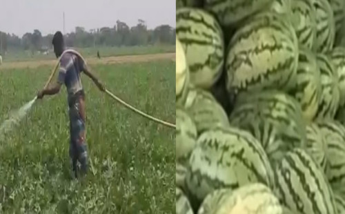 খুলনার দাকোপে মিষ্টি পানির তীব্র সংকটে তরমুজ চাষ ব্যাহত হচ্ছে     সরকারিভাবে যথাযথ মনিটরিং না থাকায় অধিকাংশ কৃষকের অতিরিক্ত দামে কিনতে হচ্ছে সার ও কীটনাশক 