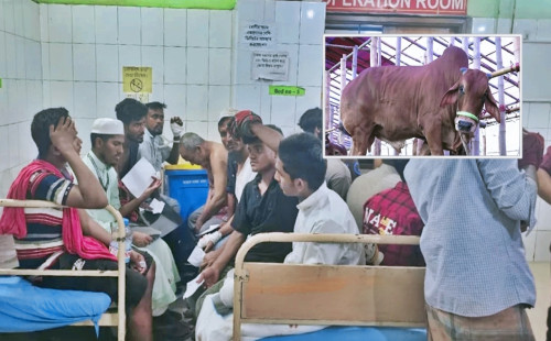 কোরবানির পশু জবাই ও মাংস কাটাকাটি করতে  ১১০ জন ব্যক্তি আহত 