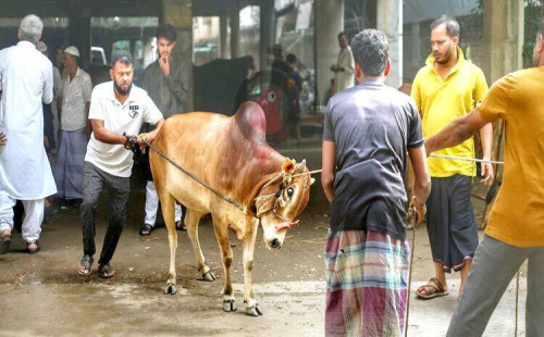 ঈদুল আজহায় এবার ঢাকায় অর্ধেক পশু কোরবানি হয়েছে 