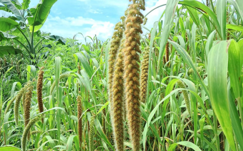 জুমিয়াদের মুখে হাসির ঝলক, জুমের ফসল উঠছে ঘরে 