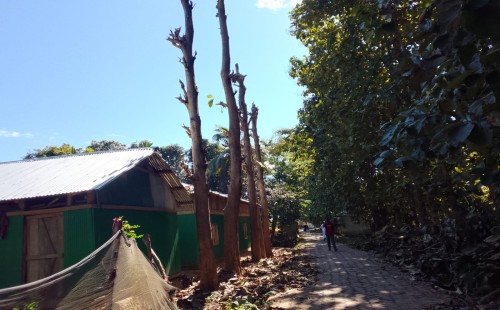 বরকলে সরকারি রাস্তার শতাধিক গাছ উধাও: সাবেক আ.লীগ নেতার বিরুদ্ধে অভিযোগ, ছেলের ‘জামায়াত কানেকশন’ নিয়ে কানাঘুষা 